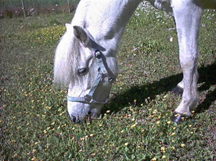 Islænder Kometa fra kyllingborg billede 13