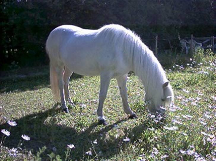 Islænder Kometa fra kyllingborg billede 14