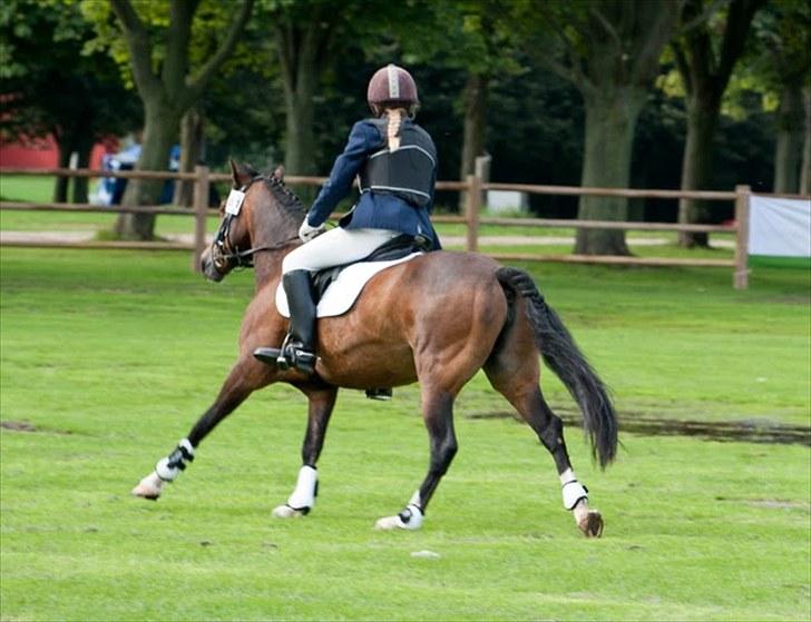 New Forest Feldholm's Penny - Accepter hvad du ikke kan ændre, ændre hvad du ikke kan acceptere. billede 11