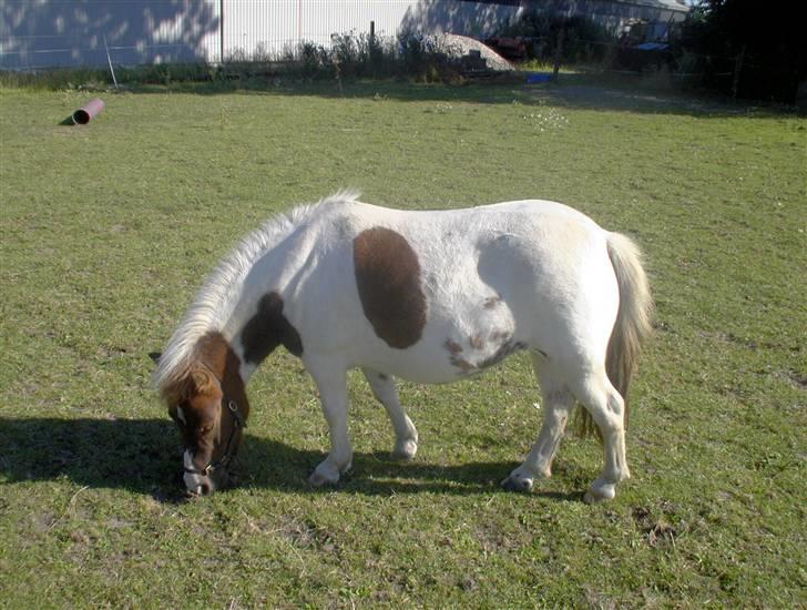 Shetlænder Nanna - her er nanna kun 4 år gammel, og jeg har lige fået hende billede 1