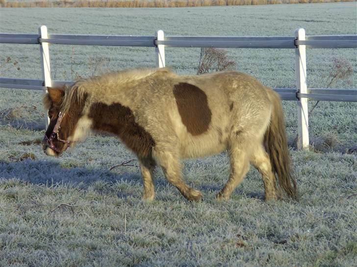 Shetlænder Nanna - vinteren 2008 billede 6