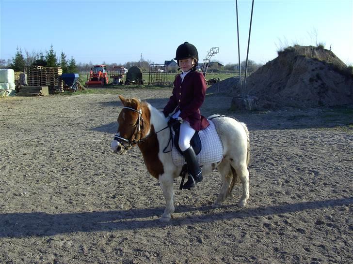Shetlænder Nanna - stævne år 2009 billede 8