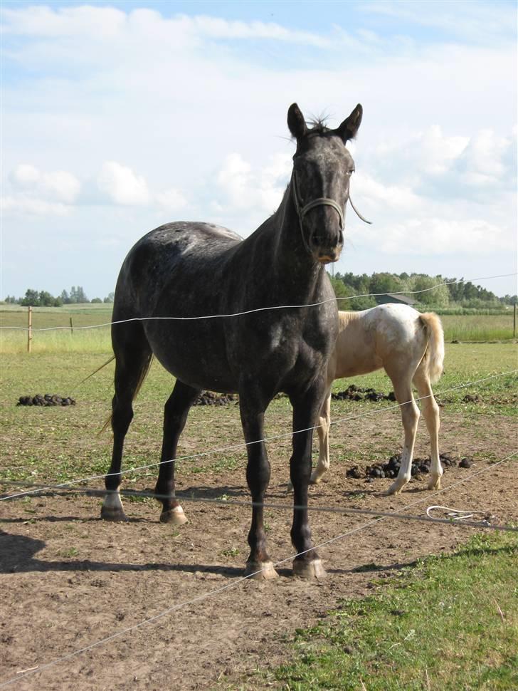 Knabstrupper CirQeline *SOLGT* billede 1