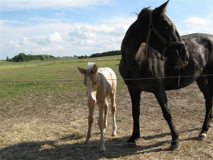 Knabstrupper CirQeline *SOLGT* billede 2