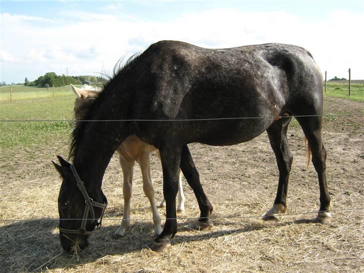 Knabstrupper CirQeline *SOLGT* billede 3