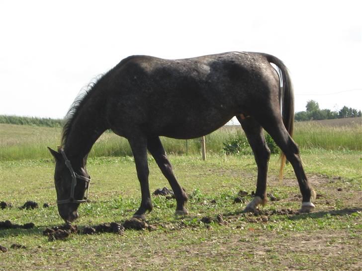 Knabstrupper CirQeline *SOLGT* billede 4