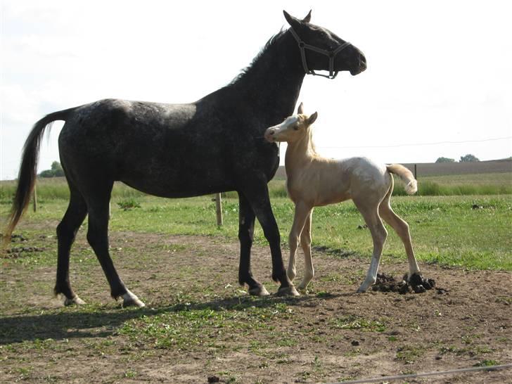 Knabstrupper CirQeline *SOLGT* billede 5