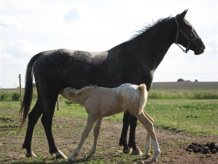 Knabstrupper CirQeline *SOLGT* billede 6