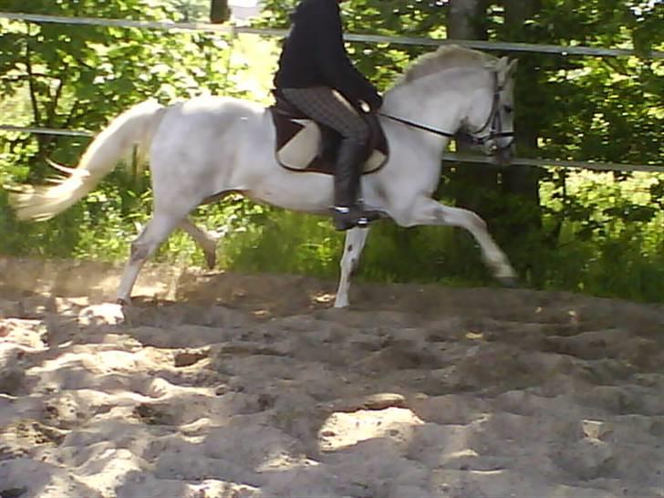 Welsh Pony (sec B) | windy  - Dressur.. - foto; Malene Bach.. billede 12