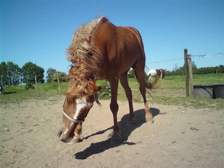 Anden særlig race DJ - SOLGT - | Shake your head DJ! xD billede 12