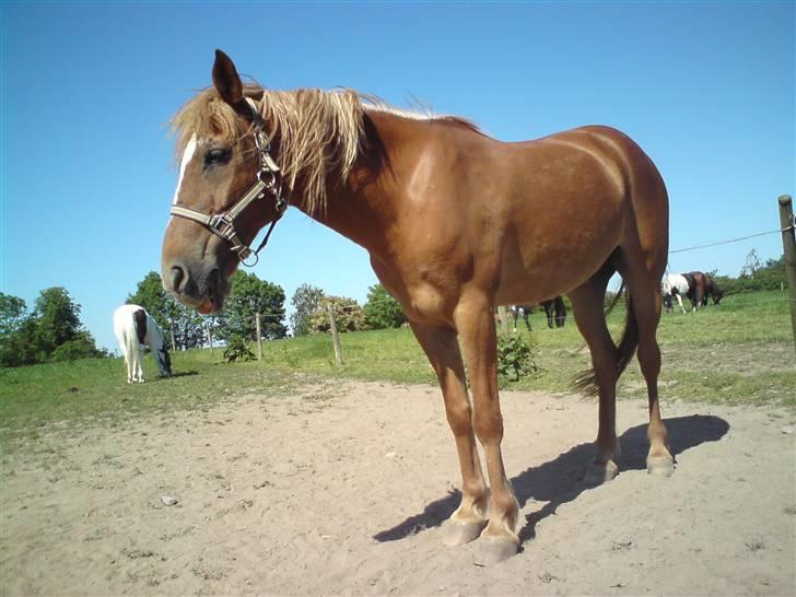 Anden særlig race DJ - SOLGT - | Nysgerrig pony! (: billede 13