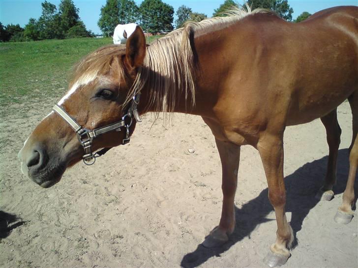 Anden særlig race DJ - SOLGT - | Sulten pony? xD billede 15