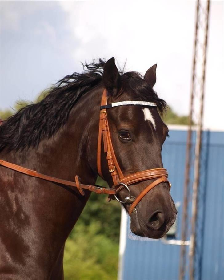 Welsh Cob (sec D) Højsgaard's Santos SOLGT - Taget af: Kathrine Bruun  billede 1