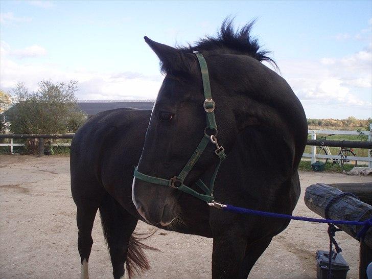 Hollandsk Varmblod Rosita - VSR  - Velkommen XD billede 1