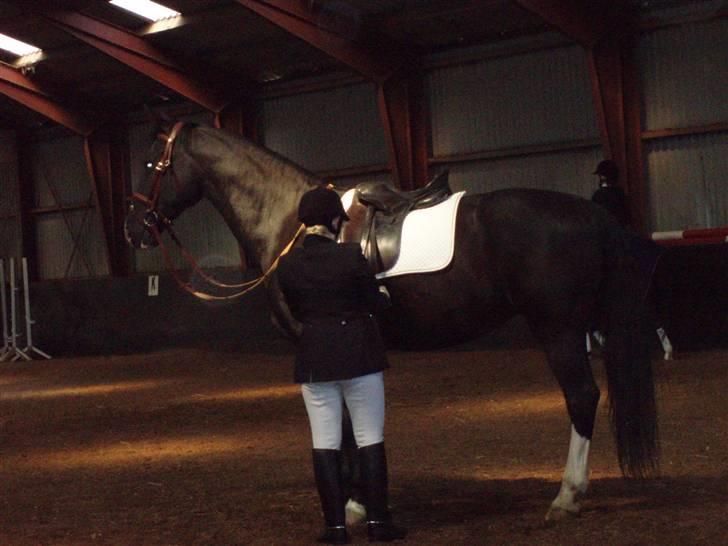 Hollandsk Varmblod Rosita - VSR  - Jeps - Der er langt op når man selv kun er 160cm billede 3