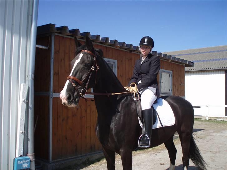 Hollandsk Varmblod Rosita - VSR  - Stævne billede 4