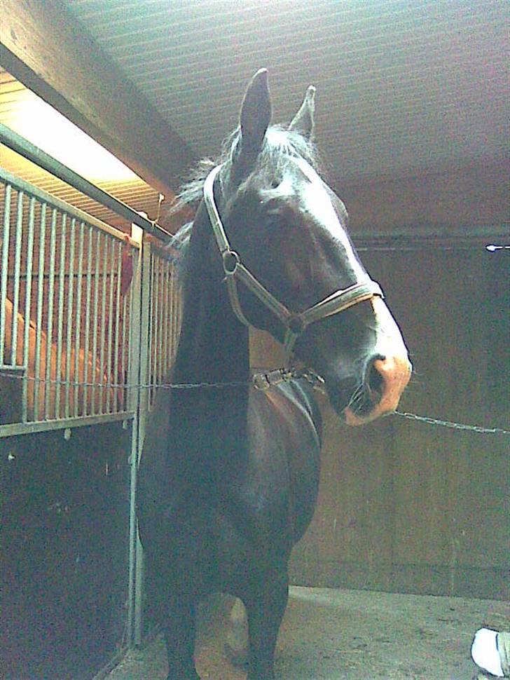 Hollandsk Varmblod Rosita - VSR  - Første gang jeg red hende d. 26. august 08 - en uge efter hun er ankommet til rideskolen billede 5