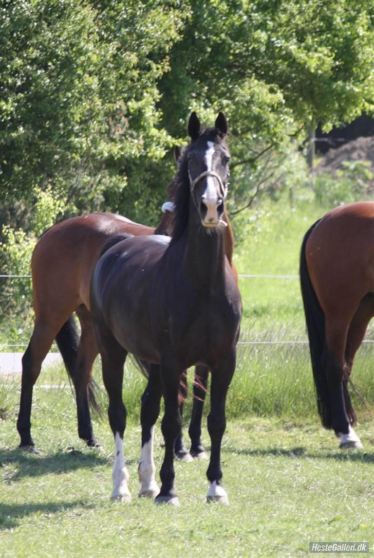 Hollandsk Varmblod Rosita - VSR  - Tøsen på fold - Foto: SAC billede 6