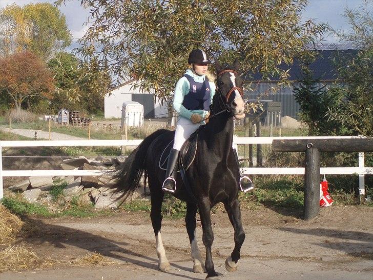 Hollandsk Varmblod Rosita - VSR  - På vej i skoven billede 7