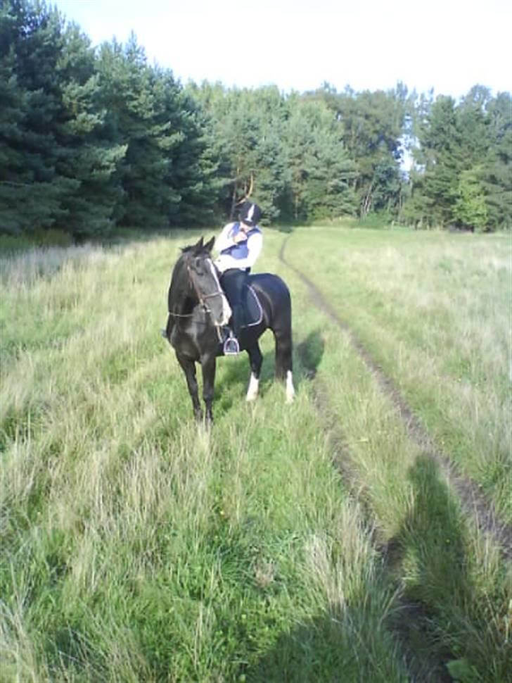 Hollandsk Varmblod Rosita - VSR  - I skoven - Foto: Sandra billede 8