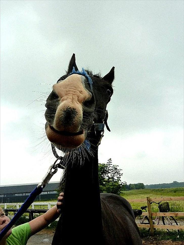 Hollandsk Varmblod Rosita - VSR  - Ynglings-klø-stedet :D Foto: Amanda billede 9