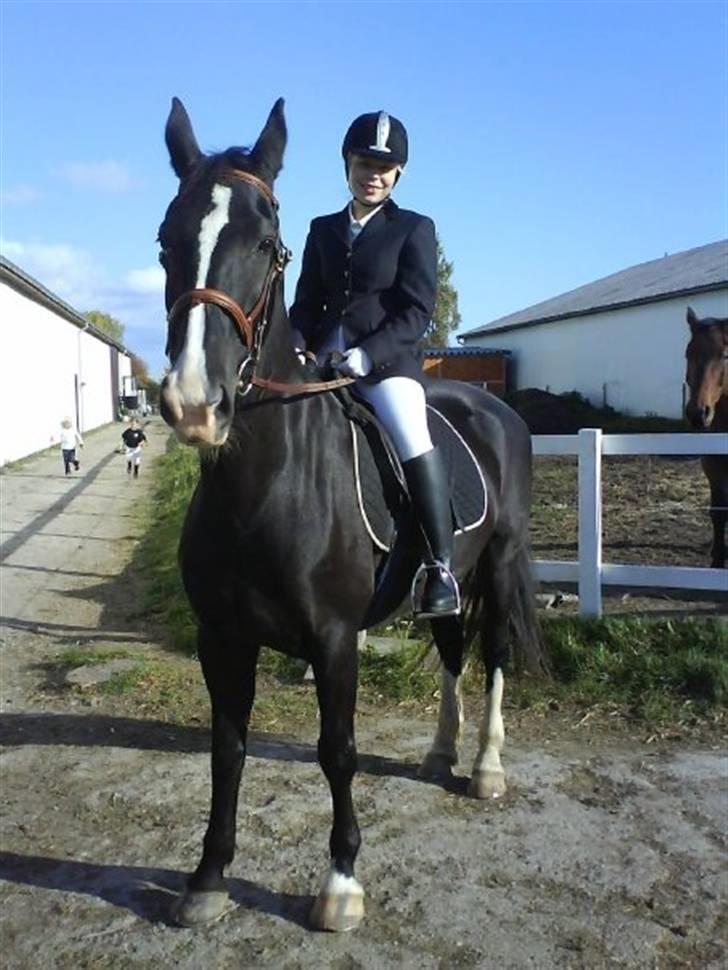 Hollandsk Varmblod Rosita - VSR  - Foto: Sandra billede 10