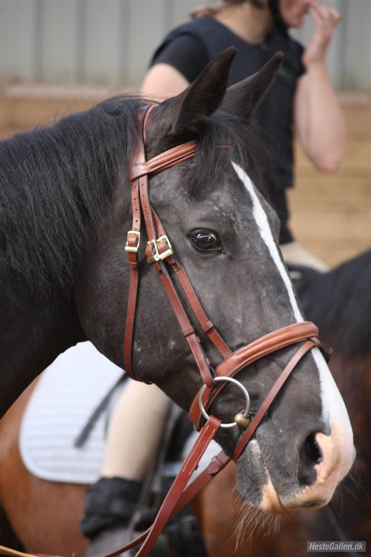 Hollandsk Varmblod Rosita - VSR  - Træning - Foto: SAC billede 11