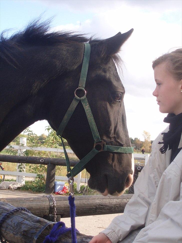 Hollandsk Varmblod Rosita - VSR  - Rosita og Sandra ved bommen billede 12
