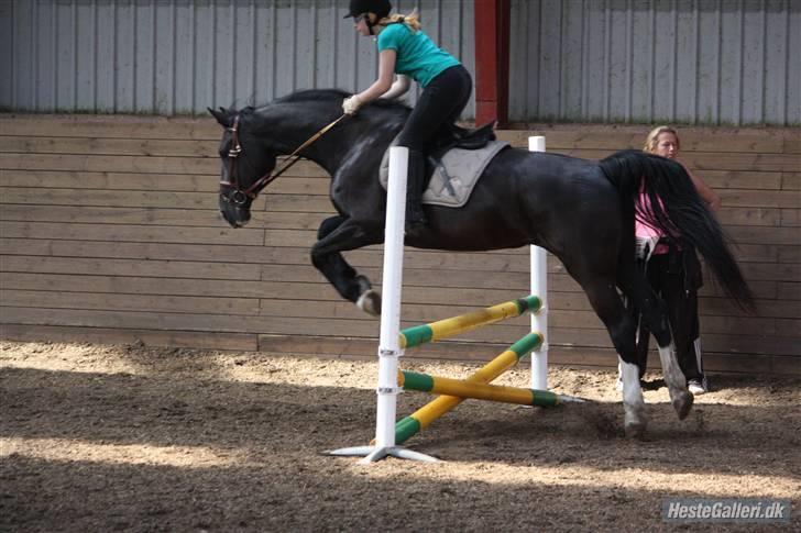Hollandsk Varmblod Rosita - VSR  - Spingtræning - Foto: SAC billede 13