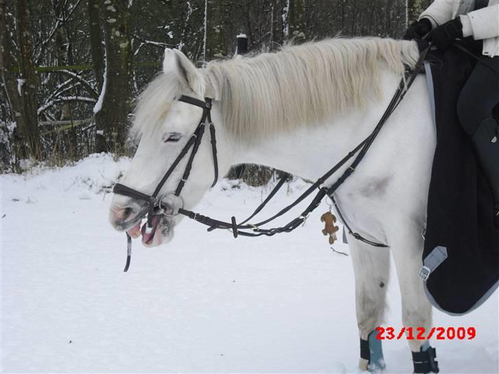 Anden særlig race Sir Camelot - camelot i sneen ;D julen 2009 <3 foto: mor billede 12