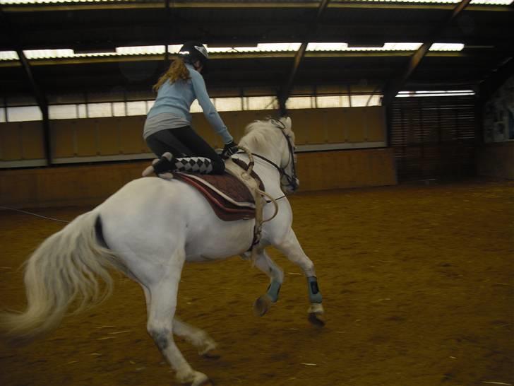 Anden særlig race Sir Camelot - voltige :D :D foto: amalie billede 13