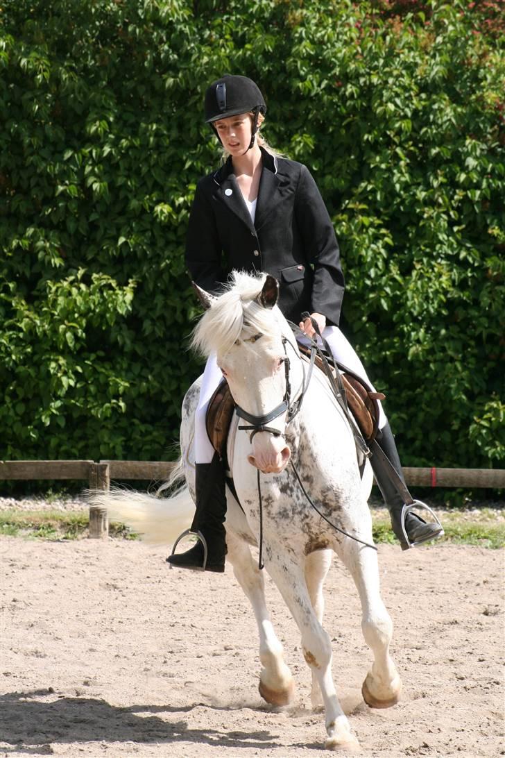 Appaloosa Karpaccio.  - Foto: Lone P. billede 13