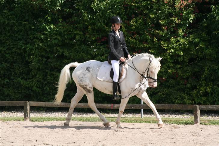 Appaloosa Karpaccio.  - Foto: Lone P. billede 14