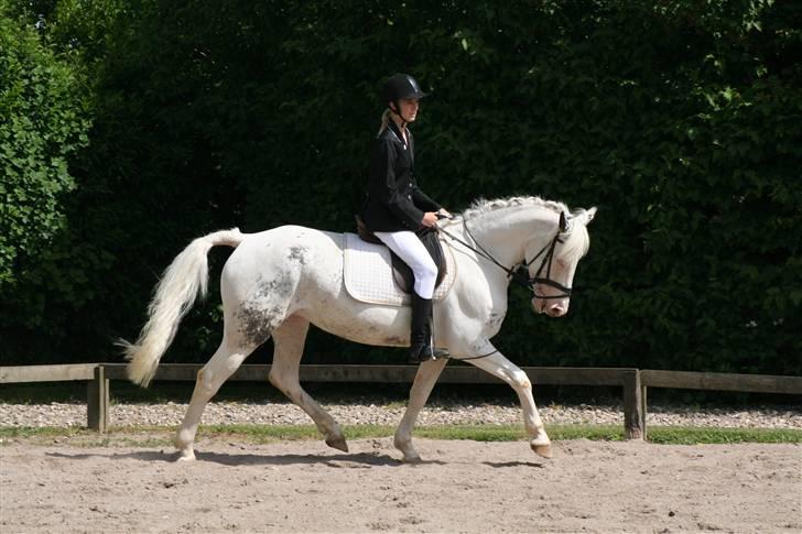 Appaloosa Karpaccio.  - Foto: Lone P. billede 15