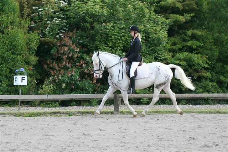 Appaloosa Karpaccio.  - Foto: Lone P. billede 16