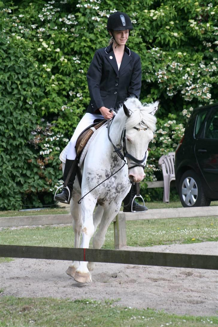 Appaloosa Karpaccio.  - Foto: Lone P. billede 17