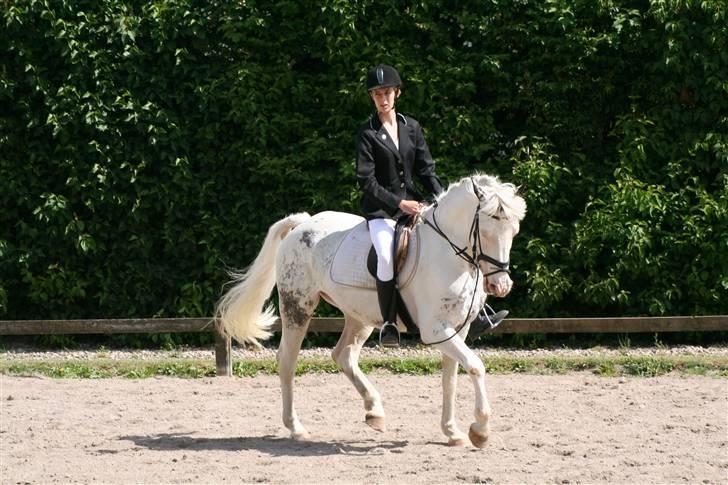 Appaloosa Karpaccio.  - Foto: Lone P. billede 18