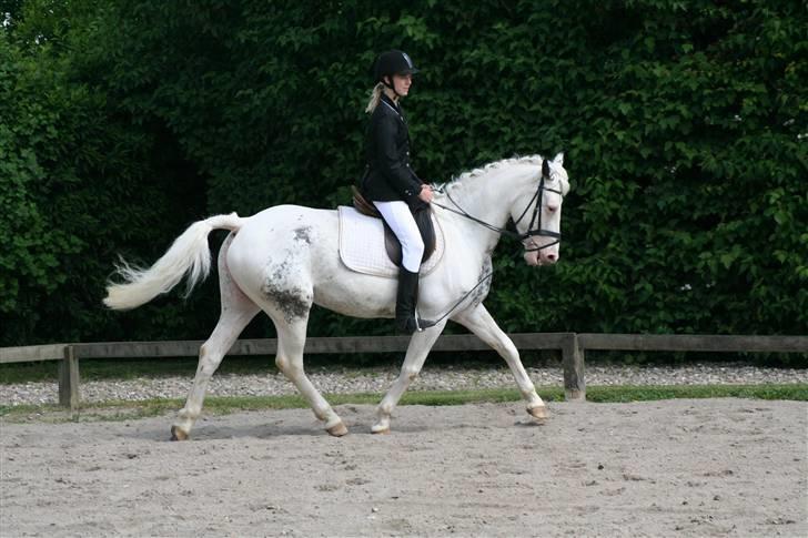 Appaloosa Karpaccio.  - Foto: Lone P. billede 19
