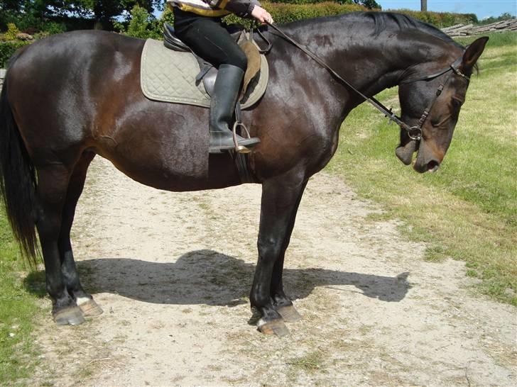 Oldenborg Sasha    R.I.P billede 5