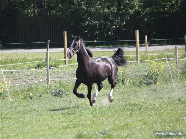 Hollandsk Varmblod Rosita - VSR  - På fold - Foto: SAC billede 14