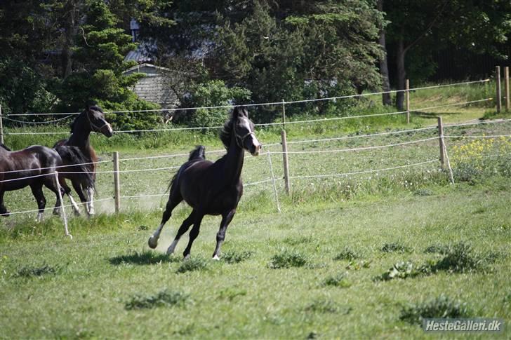 Hollandsk Varmblod Rosita - VSR  - Lidt sjov skal man jo ha´ - Foto: SAC billede 15