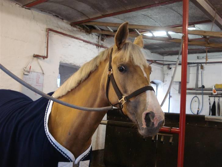 DSP Elvira Wales billede 17