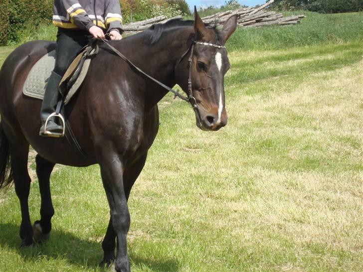 Oldenborg Sasha    R.I.P billede 9