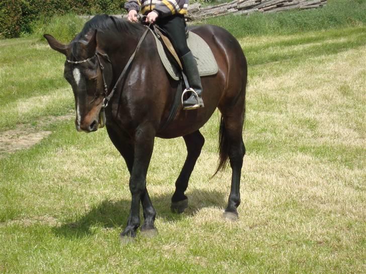 Oldenborg Sasha    R.I.P billede 12