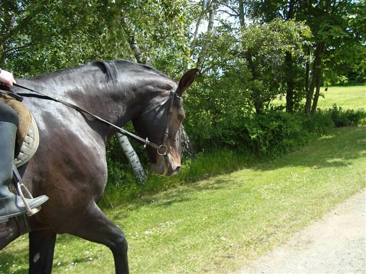 Oldenborg Sasha    R.I.P billede 13