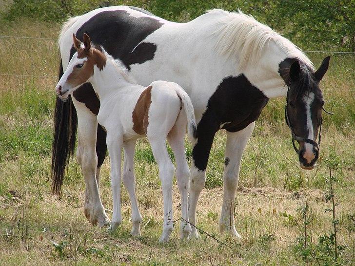 Pinto Jessica - Sommer 08, med Sønderstrands Bugsy Boy billede 2