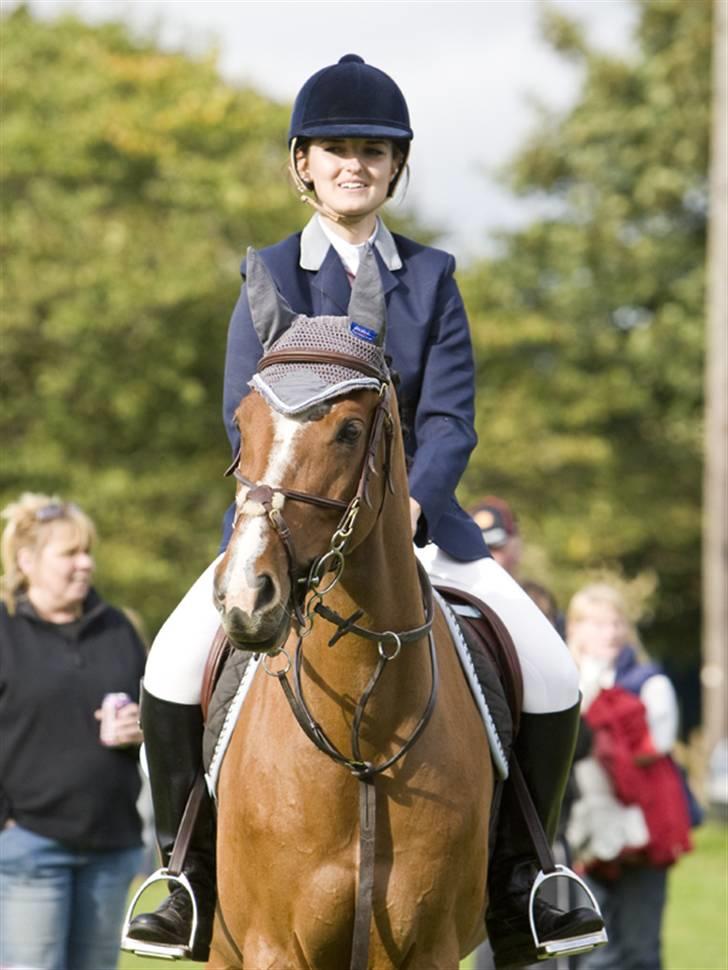 Hollandsk Varmblod Cindy (solgt) billede 8