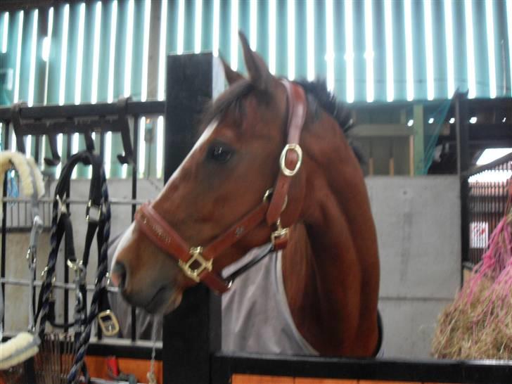 Hollandsk Varmblod Cindy (solgt) billede 9