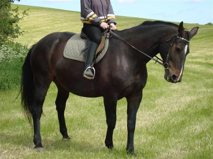 Oldenborg Sasha    R.I.P billede 16