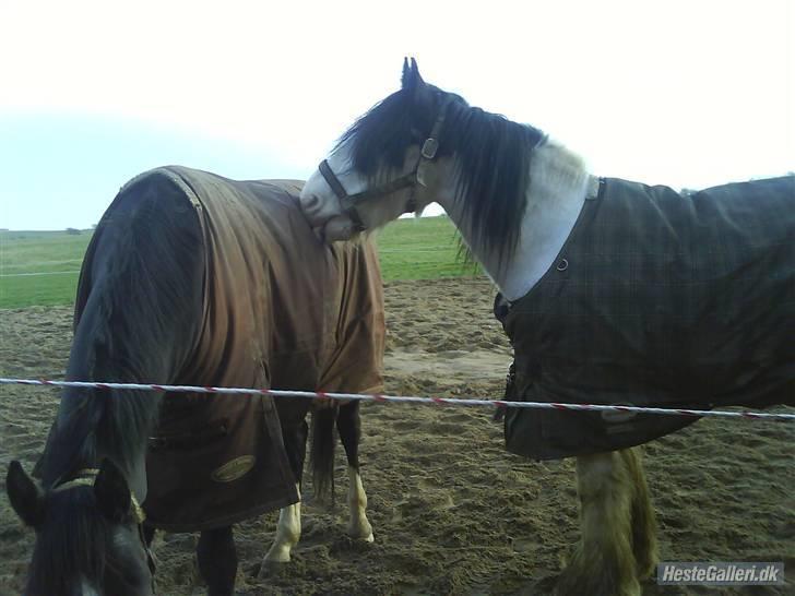 Tinker Tinkergårdens billyboy<3 - .: billyboy syntes at cosmo´s dækken smager godt :D  billede 18